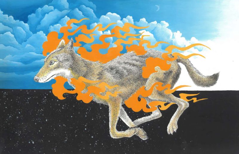 Coyote (cooperation)