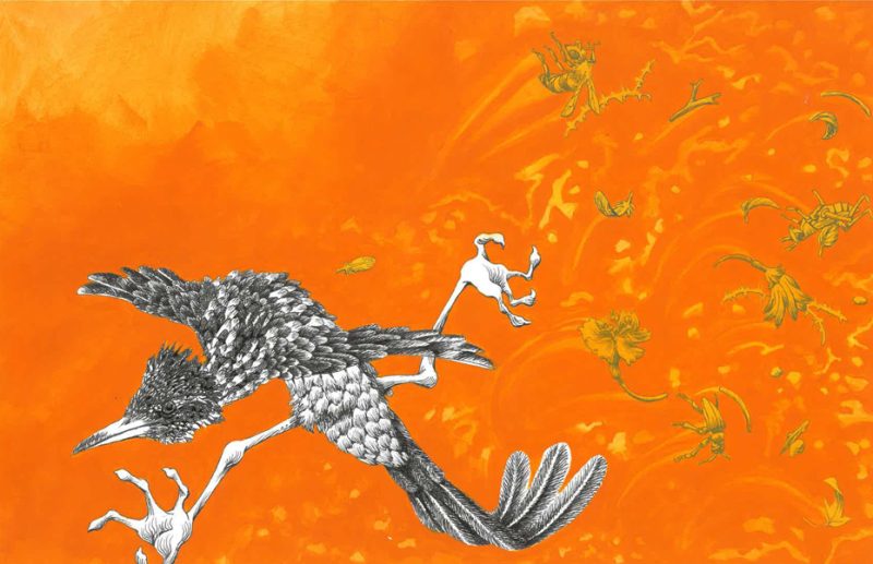 Roadrunner 1 (optimism)